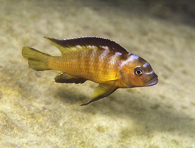 Maylandia usisyae 'Mara Rocks'